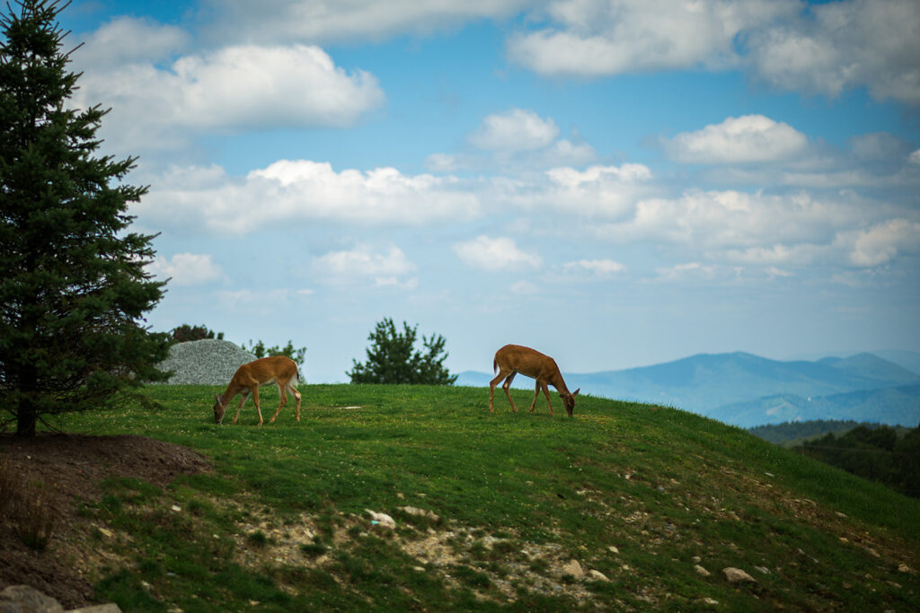 beech mountain
