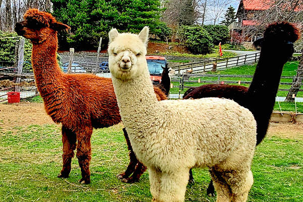 apple hill farm